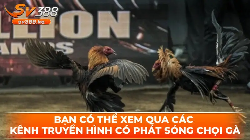 Bạn có thể xem qua các kênh truyền hình có phát sóng chọi gà