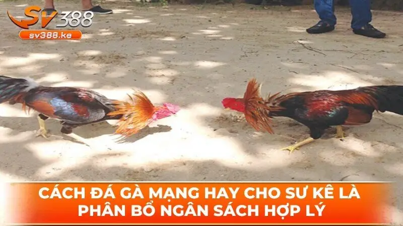 Cách đá gà mạng hay cho sư kê là phân bổ ngân sách hợp lý