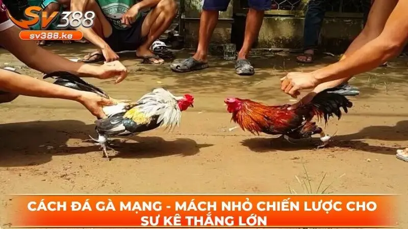 Cách đá gà mạng