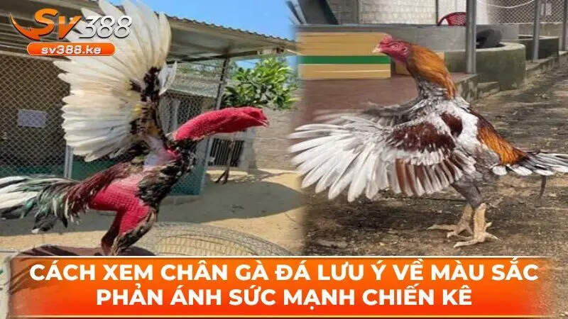 Cách xem chân gà đá lưu ý về màu sắc phản ánh sức mạnh chiến kê