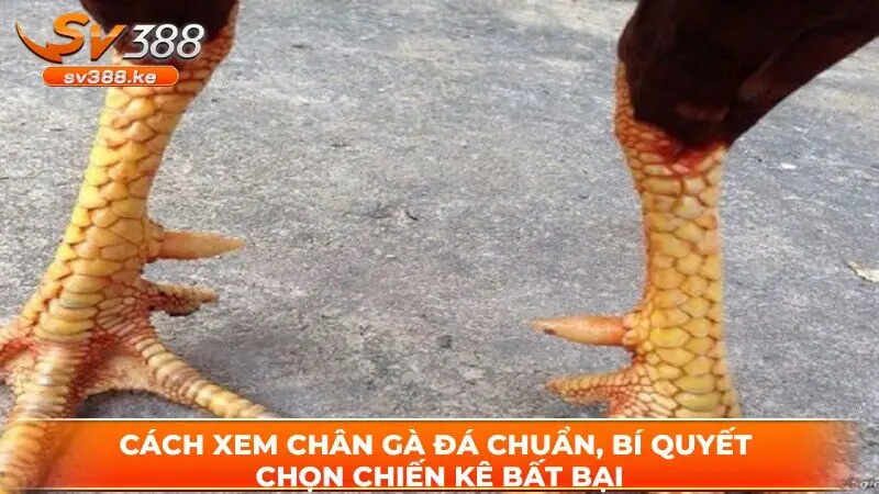 Cách xem chân gà đá