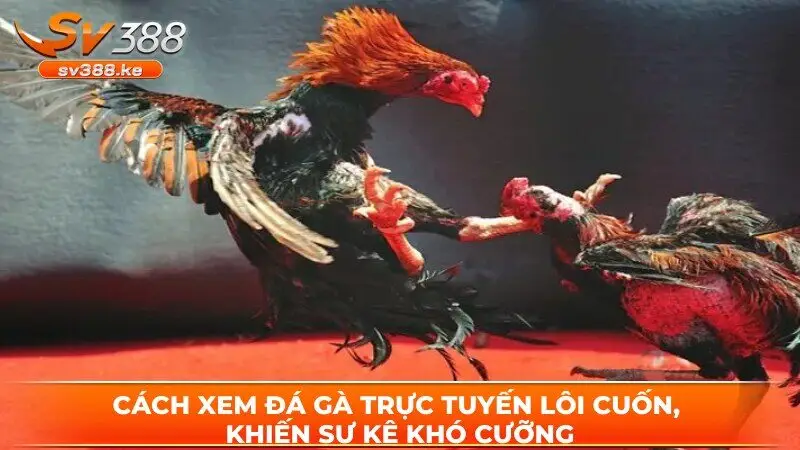 Cách xem đá gà trực tuyến