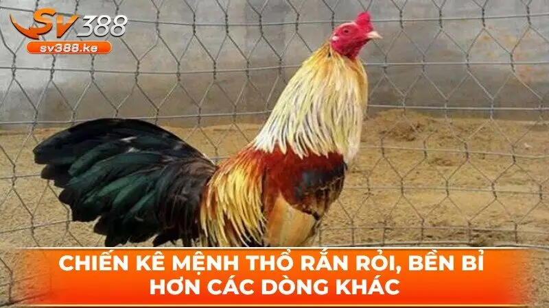 Chiến kê mệnh Thổ rắn rỏi, bền bỉ hơn các dòng khác