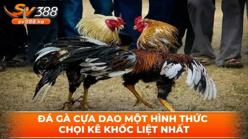 Đá gà cựa dao một hình thức chọi kê khốc liệt nhất