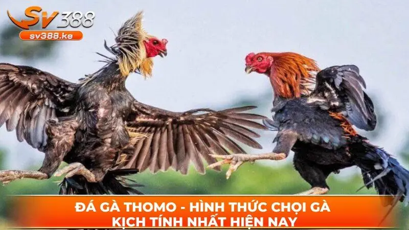 Đá gà thomo như anh em đã biết là 1 hình thức giải trí rất độc đáo giữa 2 chú gà chiến cùng thi đấu để giành chiến thắng, tạo nên sự hấp dẫn và kịch tính.