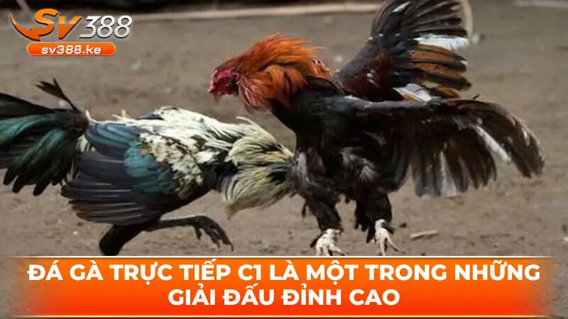 Đá gà trực tiếp C1 là một trong những giải đấu đỉnh cao