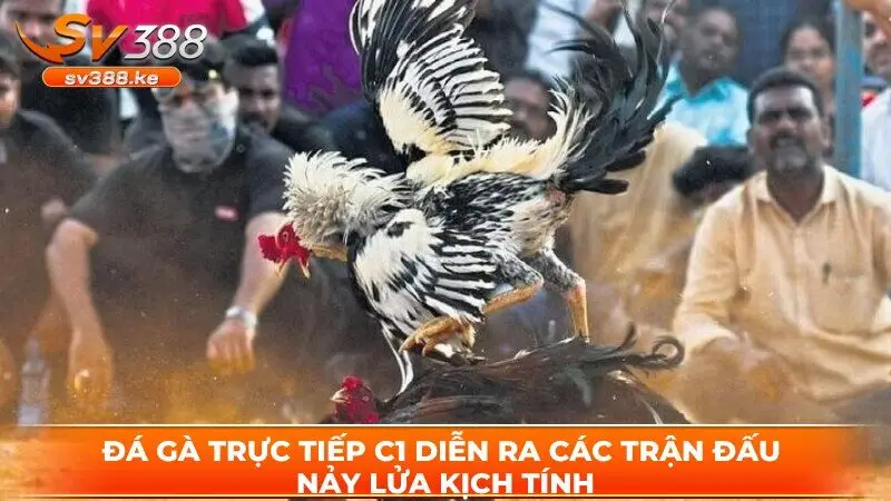 Đá gà trực tiếp C1