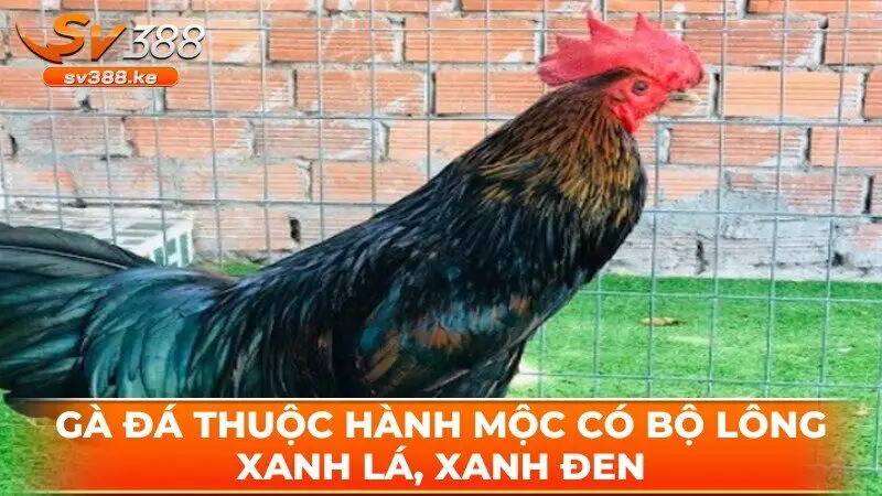 Gà đá thuộc hành Mộc có bộ lông xanh lá, xanh đen