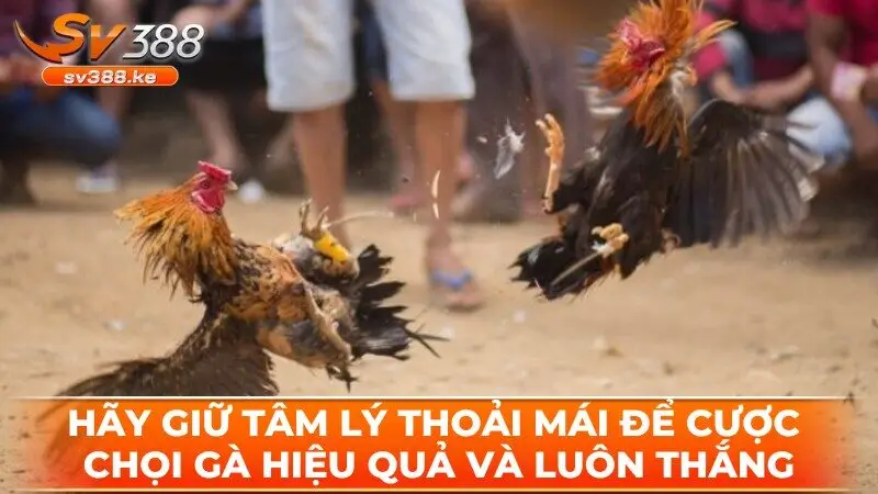 Hãy giữ tâm lý thoải mái để cược chọi gà hiệu quả và luôn thắng