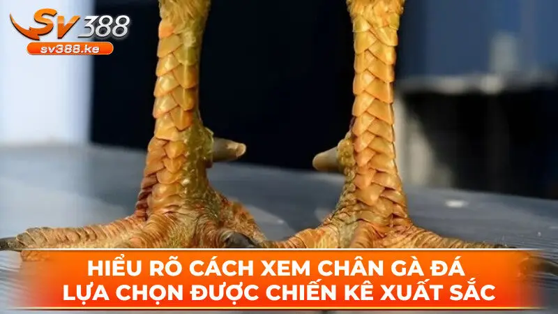 Hiểu rõ cách xem chân gà đá lựa chọn được chiến kê xuất sắc