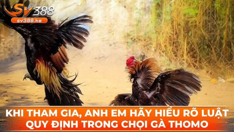 Khi tham gia, anh em hãy hiểu rõ luật quy định trong chọi gà thomo