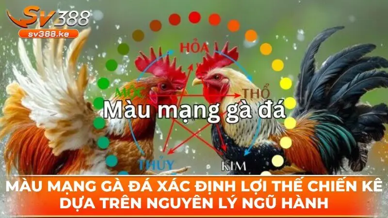 Màu mạng gà đá xác định lợi thế chiến kê dựa trên nguyên lý ngũ hành