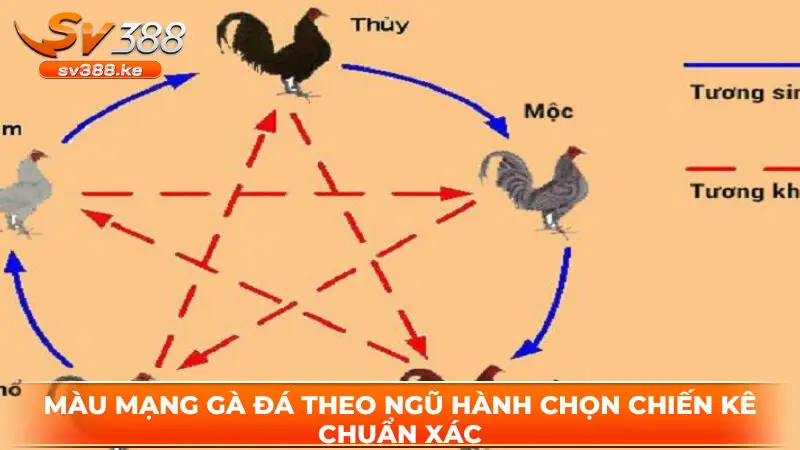 Màu mạng gà đá