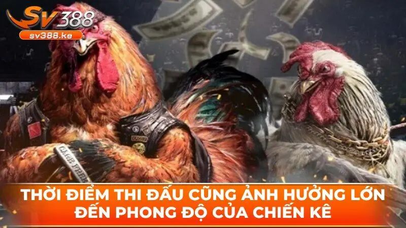 Thời điểm thi đấu cũng ảnh hưởng lớn đến phong độ của chiến kê