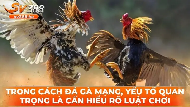 Trong cách đá gà mạng, yếu tố quan trọng là anh em cần hiểu rõ luật chơi