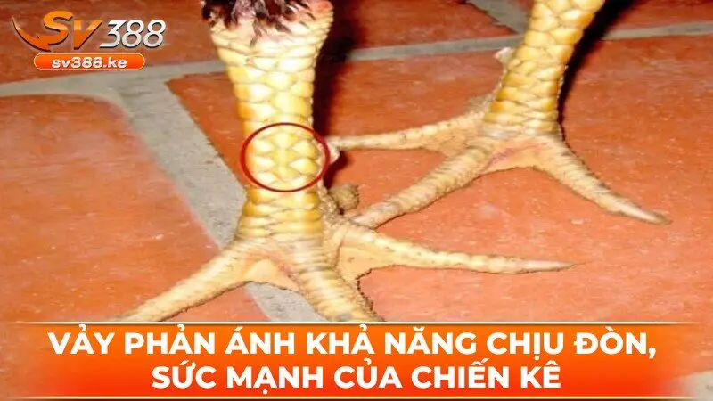 Vảy phản ánh khả năng chịu đòn, sức mạnh của chiến kê